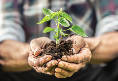 Hands holding a new plant in soil