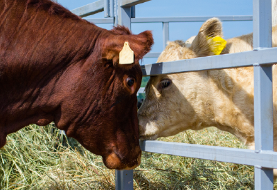 Cow nuzzling calf through fence using fenceline weaning method