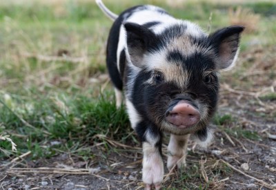 Young kunekune pig