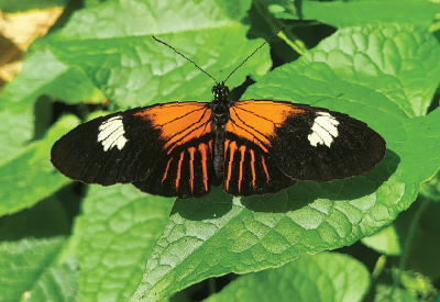 Butterfly sunning its wings on a plant