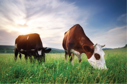 cattle grazing on grass pasture