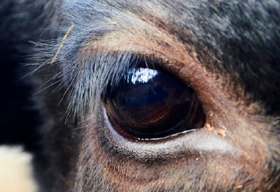 Close up of a calves eye