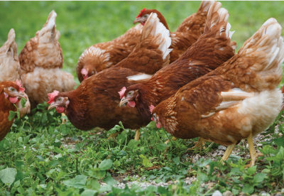 Chickens free range grazing