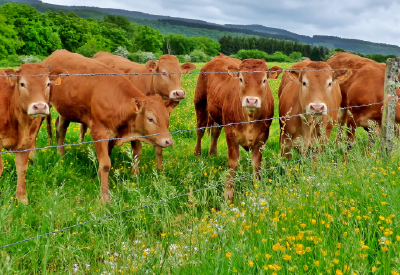 Rotational Grazing: Benefits and How to Get Started