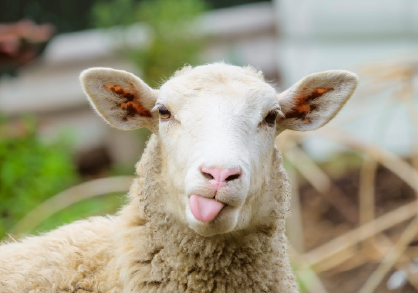 Sheep sticking her tongue out