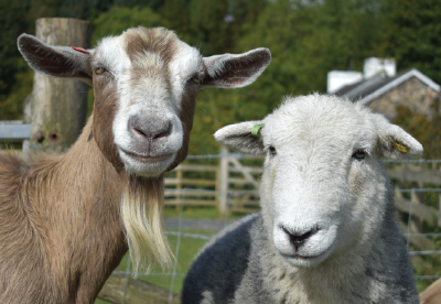 Goats vs. Sheep
