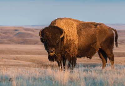 Bison grazing