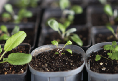 Seeds growing indoors in starting containers