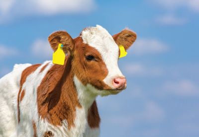 Calf with ear tags