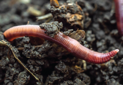 Earthworm in soil