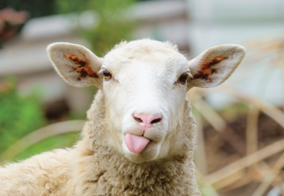 Sheep sticking its tongue out