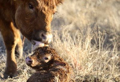 Cow licking her newborn calf clean