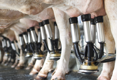 Dairy cows hooked up to a milking machine