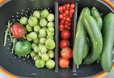 Harvest basket with garden produce