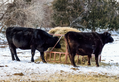 Cattle eating dried hay in the winter